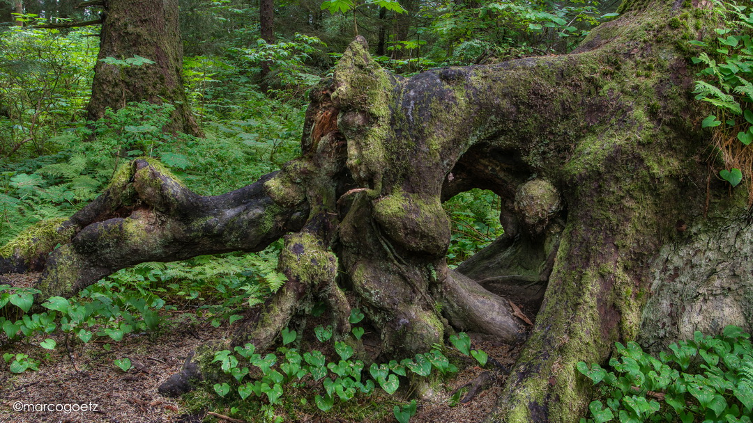 MYSTIC-TREE ROOTS SITKA ALASKA